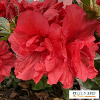 AZALEA JAPONICA ENCORE ®  AUTUMN FIRE