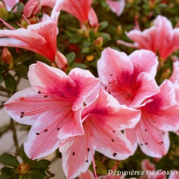 AZALEA JAPONICA ENCORE ® AUTUMN SUNBURST