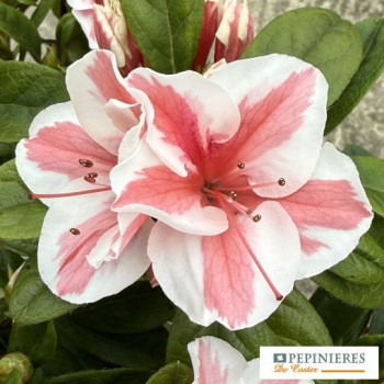 AZALEA JAPONICA ENCORE ® STARBURST