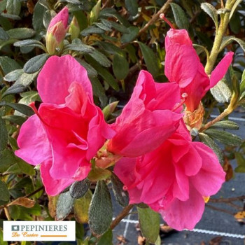 AZALEA JAPONICA HORTINNO