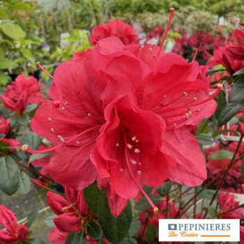 AZALEA JAPONICA MADAME GALLE
