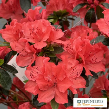 AZALEA JAPONICA GEISHA ORANGE