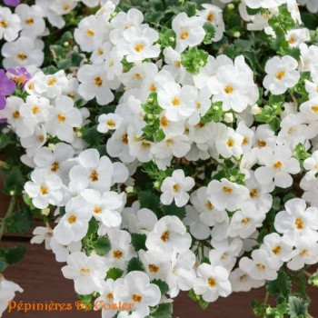 BACOPA DIFF MEGACOPA VERSA WHITE