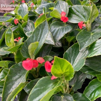 BEGONIA DRAGON WING RED