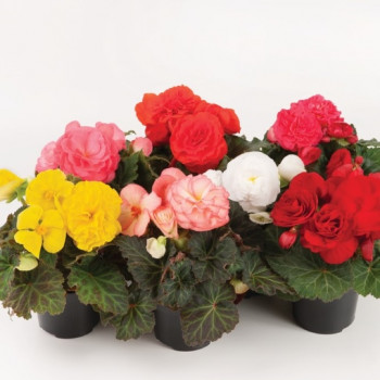 BEGONIA TUBERHYBRIDA GO EARLY