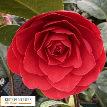 CAMELLIA JAPONICA BLACK LACE