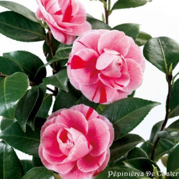 CAMELLIA JAPONICA BONOMIANA