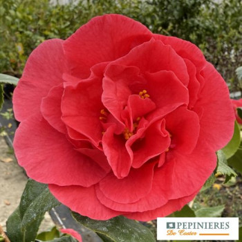 CAMELLIA JAPONICA KRAMER'S SUPREME