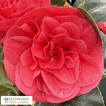 CAMELLIA JAPONICA LADY CAMPBELL