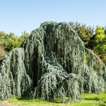 CEDRUS ATLANTICA GLAUCA PENDULA