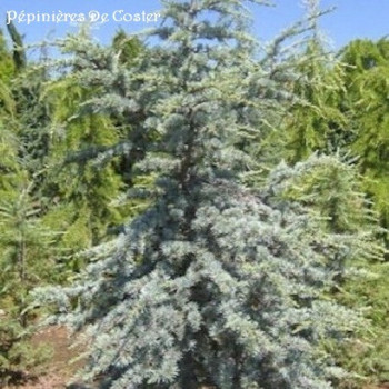 CEDRUS ATLANTICA HORSTMANNS SILBERSPITZ