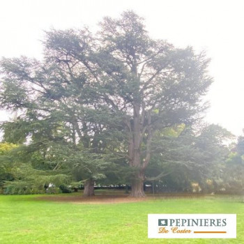 CEDRUS ATLANTICA