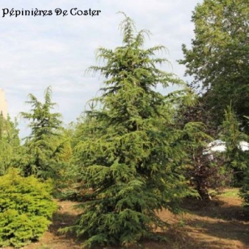 CEDRUS BREVIFOLIA NANA EPSTEIN