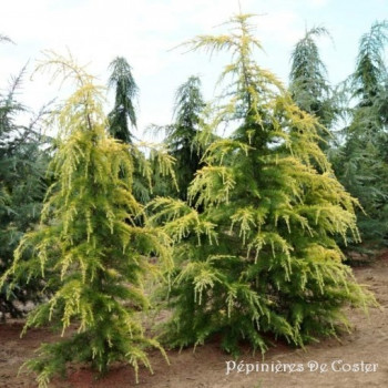 CEDRUS DEODARA AUREA