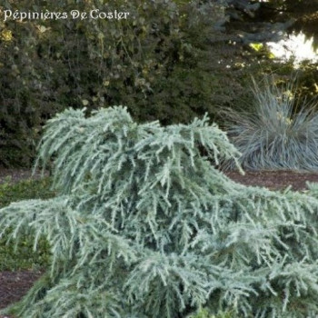 CEDRUS DEODARA FEELING BLUE
