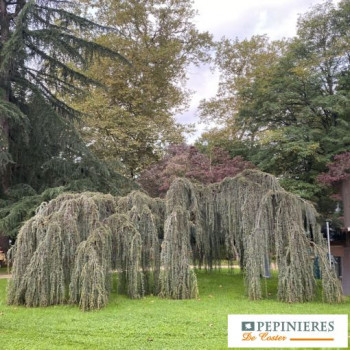 CEDRUS DEODARA PENDULA