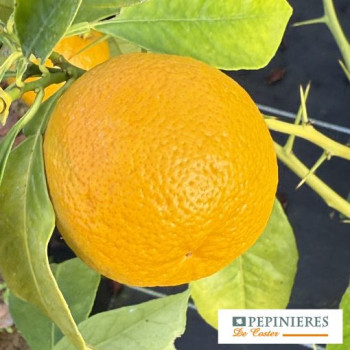CITRUS AURANTIUM