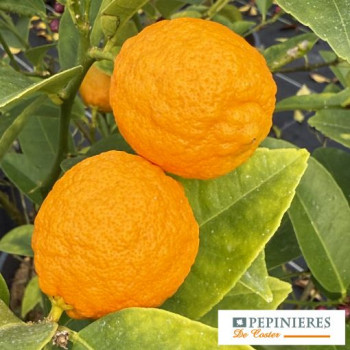 CITRUS LIMONIA OSBECK
