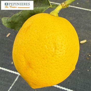 CITRUS MEYERI
