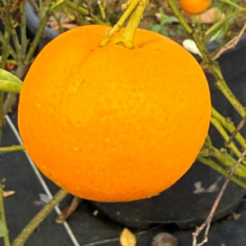 CITRUS MITIS