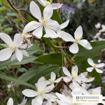 CLEMATIS ARMANDII APPLE BLOSSOM