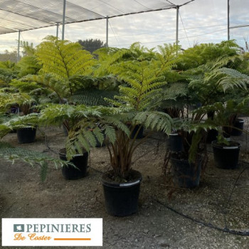 CYATHEA AUSTRALIS