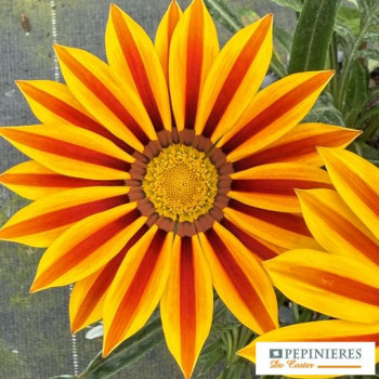 GAZANIA NEW DAY