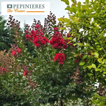 LAGERSTROEMIA INDICA RED ROCKET