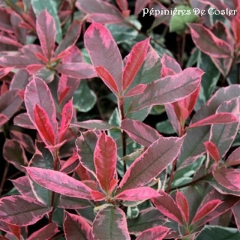 PHOTINIA FRASERI PINK MARBLE