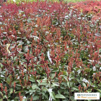PHOTINIA FRASERI RED ROBIN