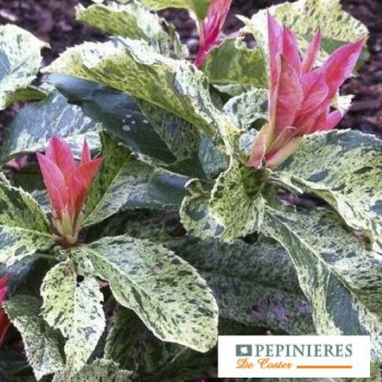 PHOTINIA SERRATIFOLIA PINK CRISPY
