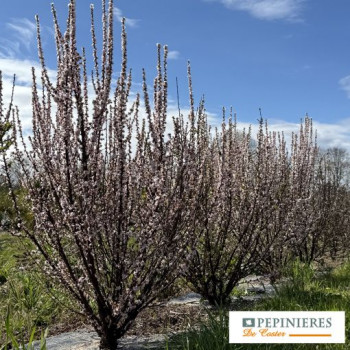 PRUNUS TOMENTOSA