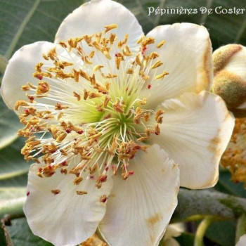 ACTINIDIA DELICIOSA TOMURI