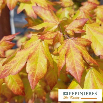 ACER ORIENTALIA MINORIENT
