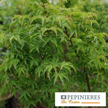 ACER PALMATUM SHISHIGASHIRA