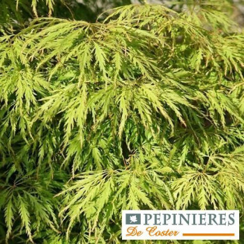 ACER PALMATUM DISSECTUM GREEN GLOBE