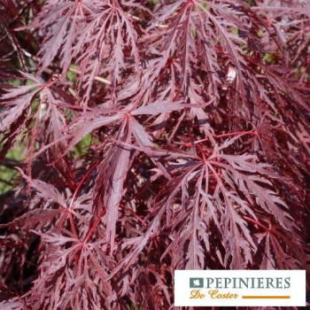 ACER PALMATUM DISSECTUM INABA SHIDARE