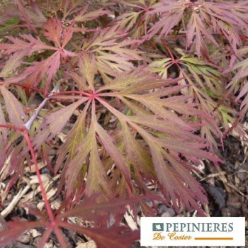 ACER PALMATUM DISSECTUM LION HEART