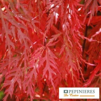 ACER PALMATUM DISSECTUM ORANGEOLA
