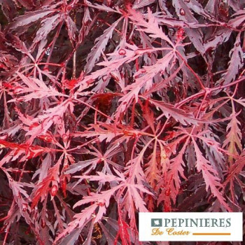 ACER PALMATUM DISSECTUM TAMUKEYAMA