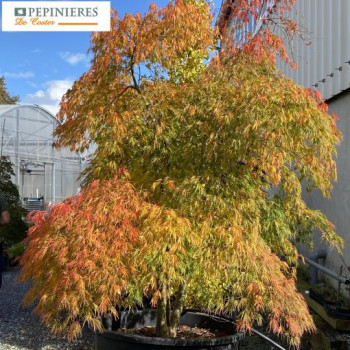 ACER PALMATUM DISSECTUM VIRIDIS