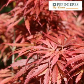 ACER PALMATUM JERRE SCHWARTZ