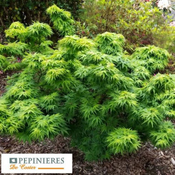 ACER PALMATUM MIKAWA YATSUBUSA