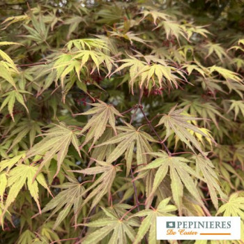 ACER PALMATUM NICHOLSONII