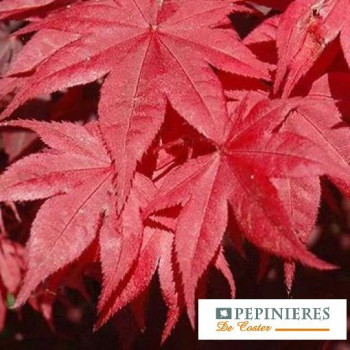 ACER PALMATUM OKAGAMI