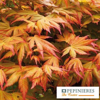 ACER PALMATUM ORANGE DREAM
