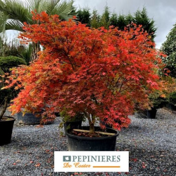ACER PALMATUM OSAKAZUKI
