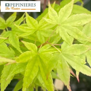 ACER PALMATUM REDWOOD