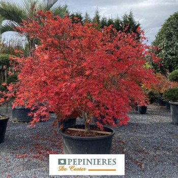 ACER PALMATUM RETICULATUM RED