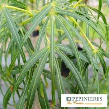 ACER PALMATUM SCOLOPENDRIFOLIUM